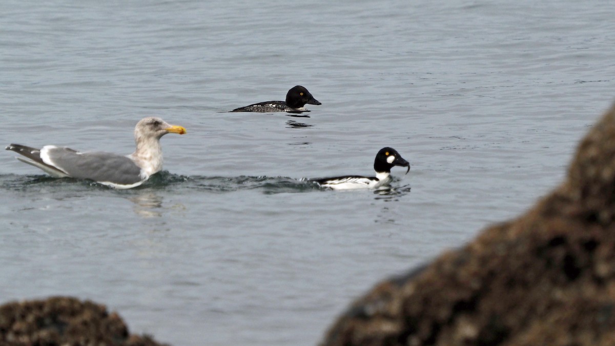 Common Goldeneye - ML540609571