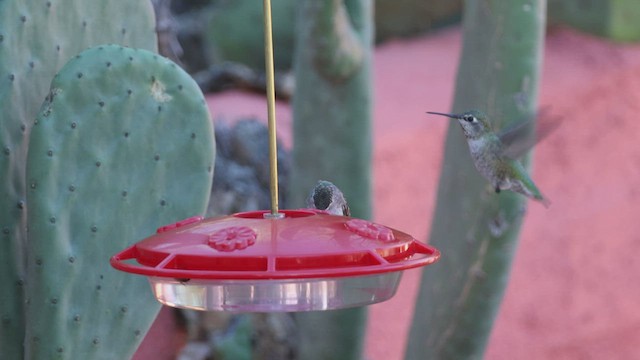 kolibřík fialovokorunkatý - ML540609971
