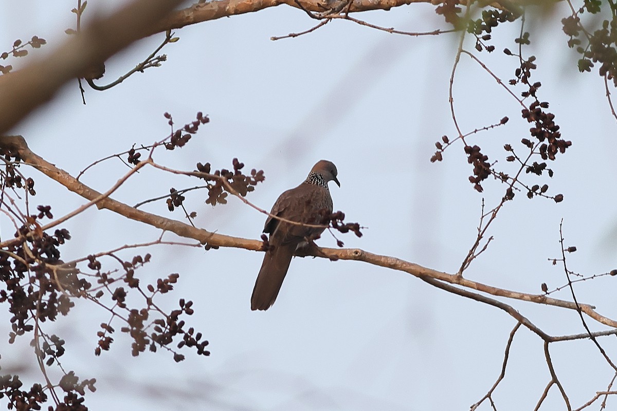 Spotted Dove - ML540610831