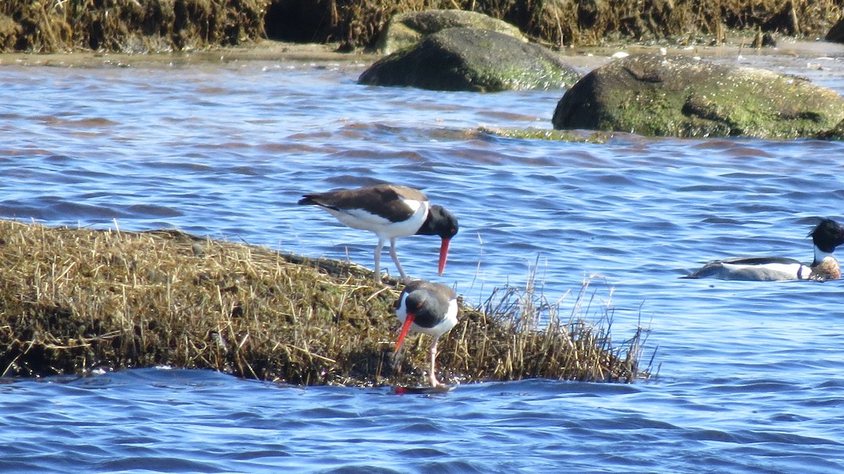 American Oystercatcher - ML54061111