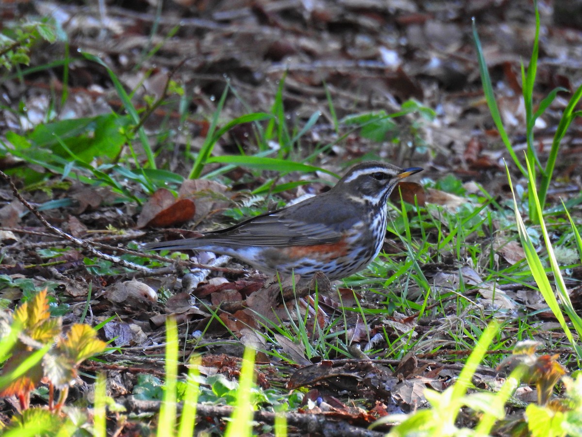 Birigarro hegagorria - ML54061181