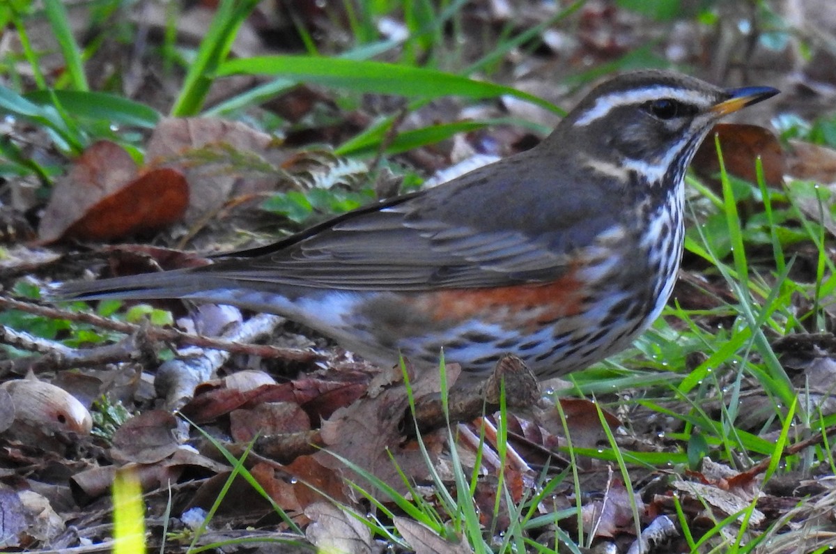 Redwing - ML54061201