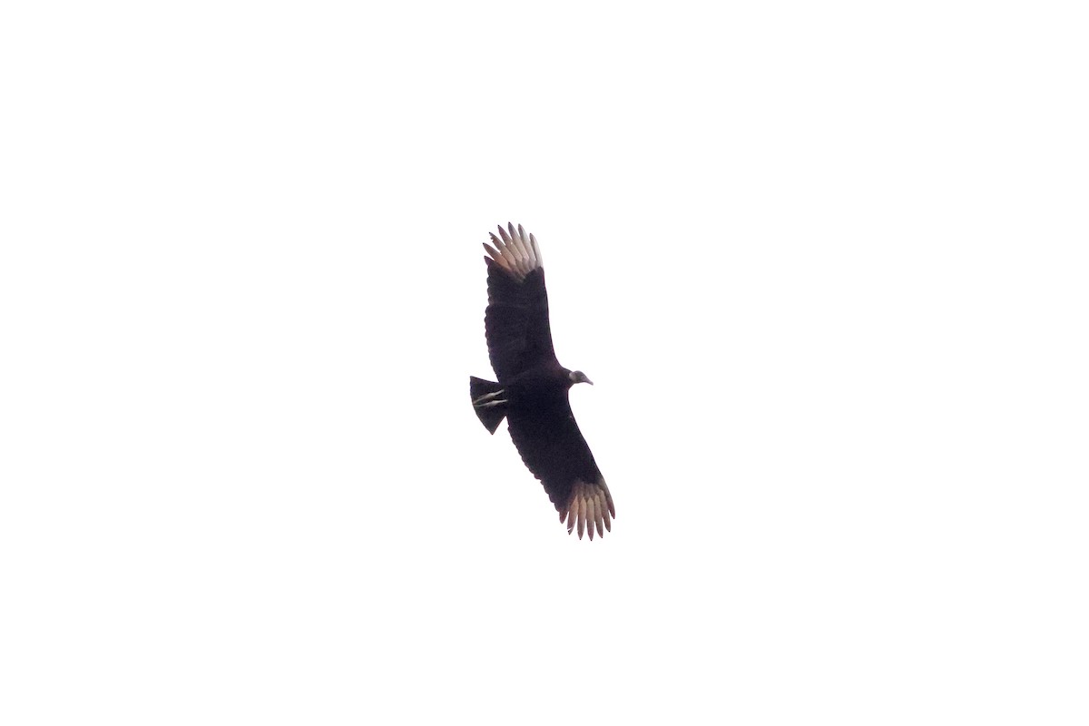 Black Vulture - Sarah Morris