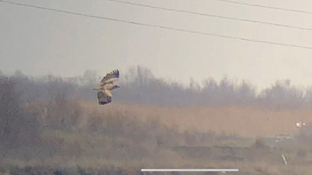 White-tailed Eagle - ML540612301