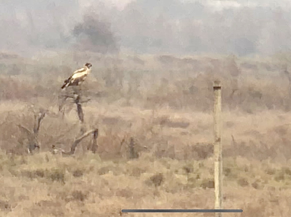 White-tailed Eagle - ML540612321