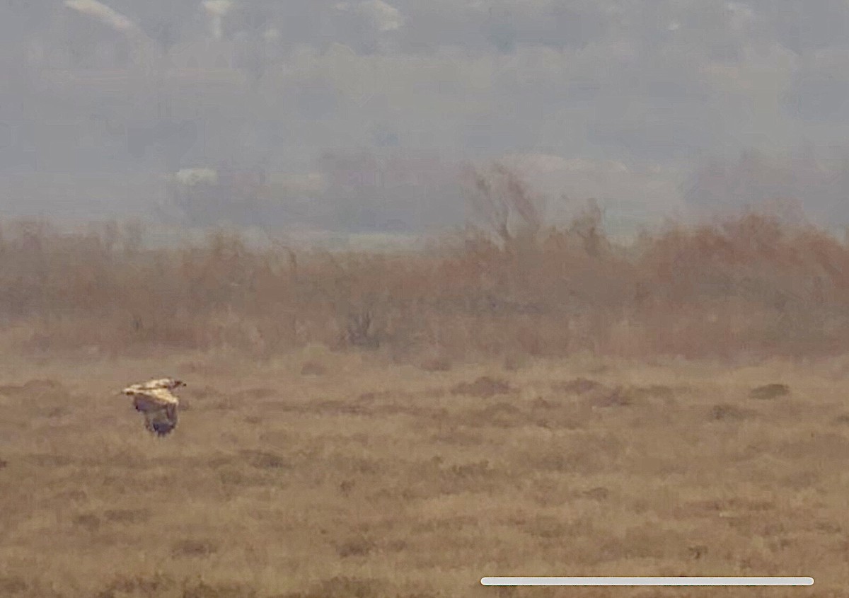 White-tailed Eagle - ML540612331