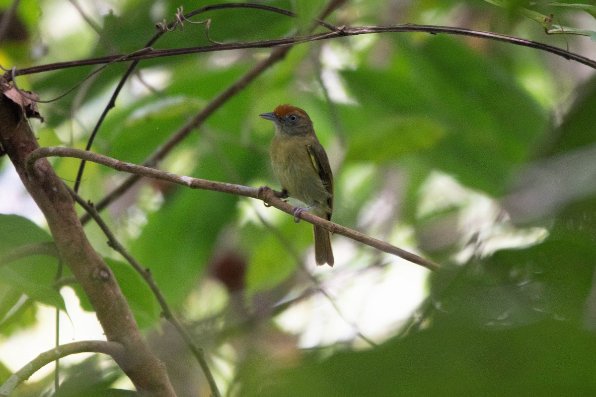 Tawny-crowned Greenlet - ML540613171