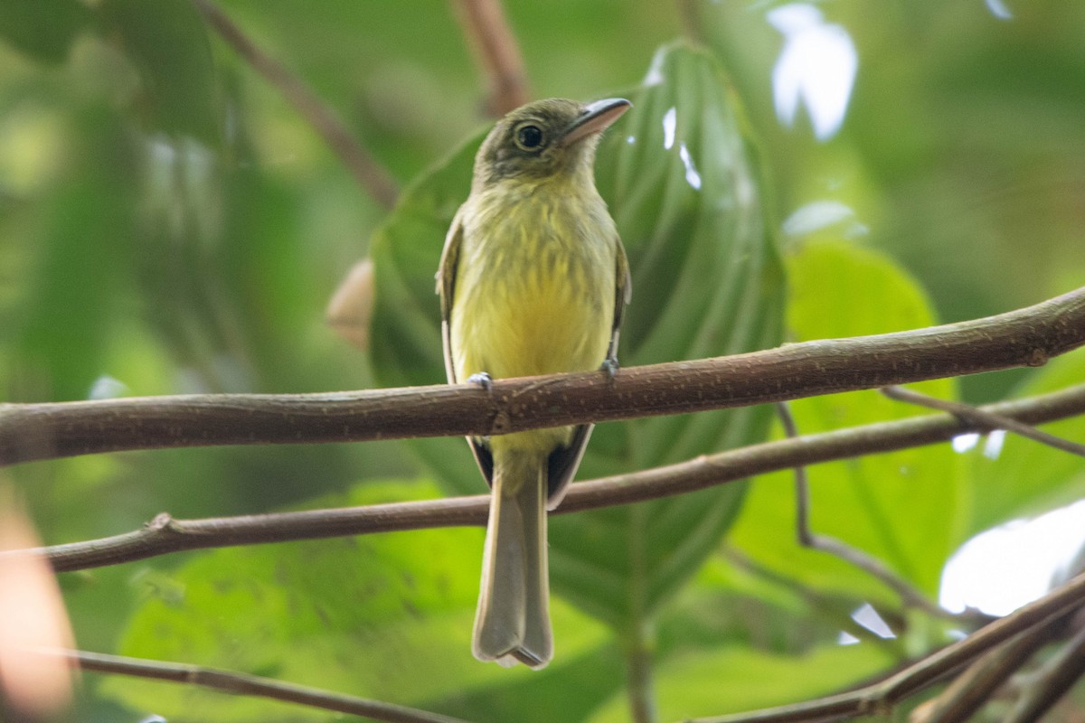 Western Olivaceous Flatbill - ML540613501