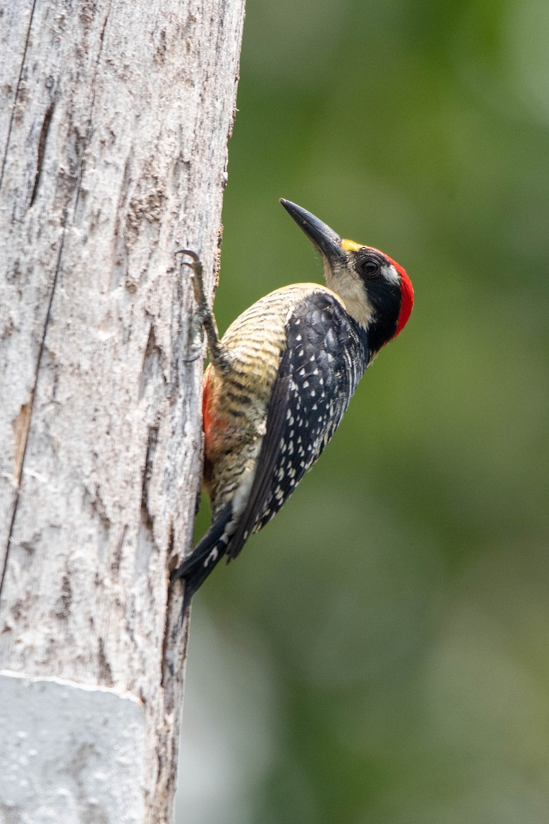 Black-cheeked Woodpecker - ML540613811