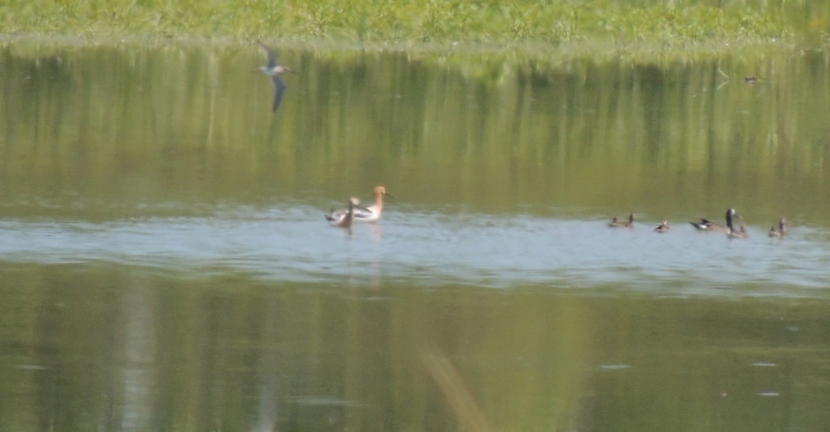 American Avocet - ML54061431