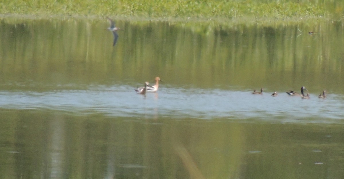 American Avocet - ML54061431