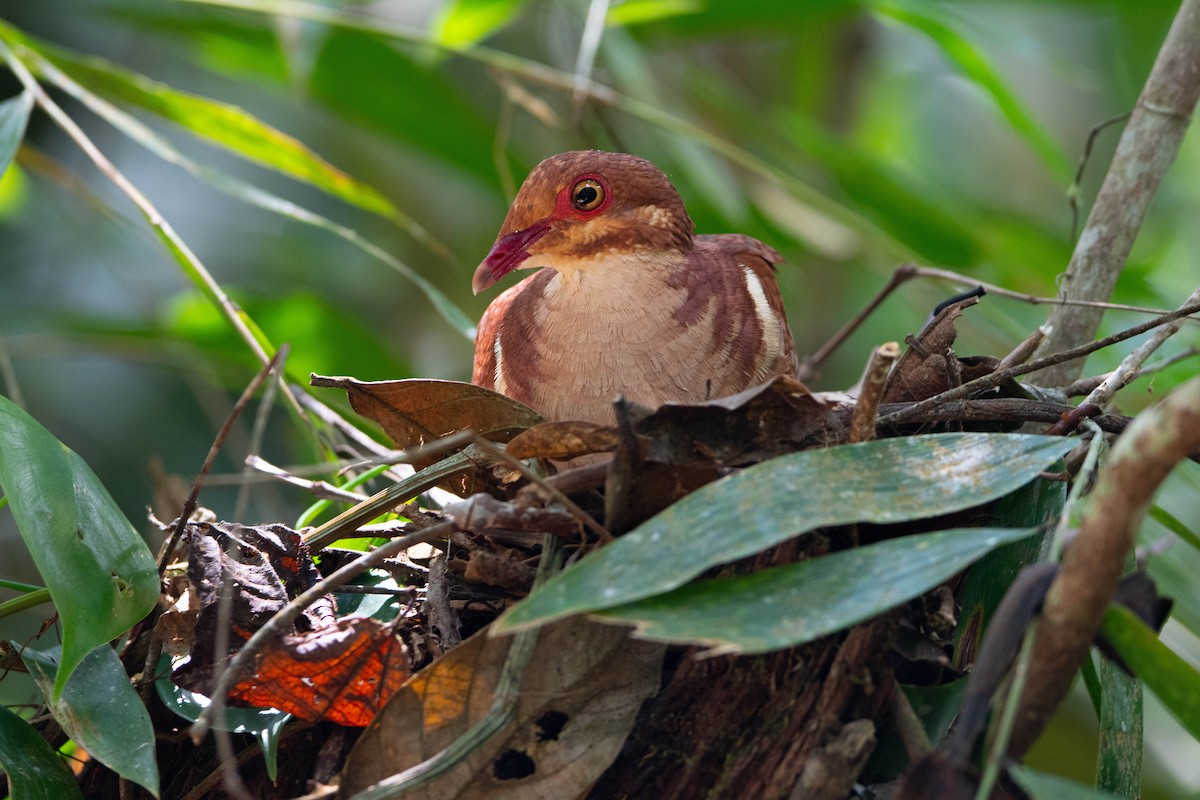 Ruddy Quail-Dove - ML540615581