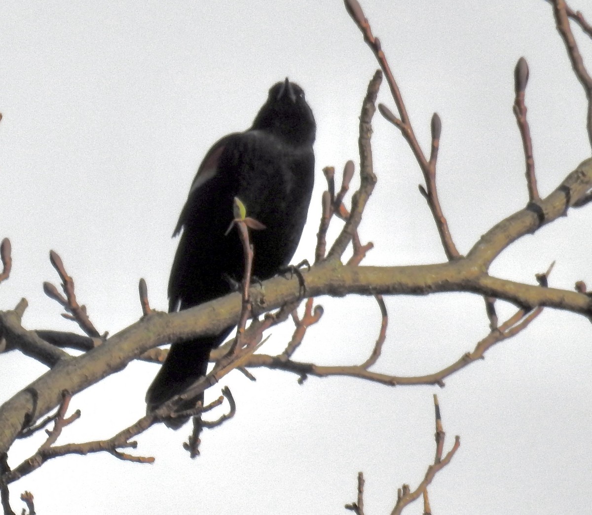 Red-winged Blackbird - ML540617091