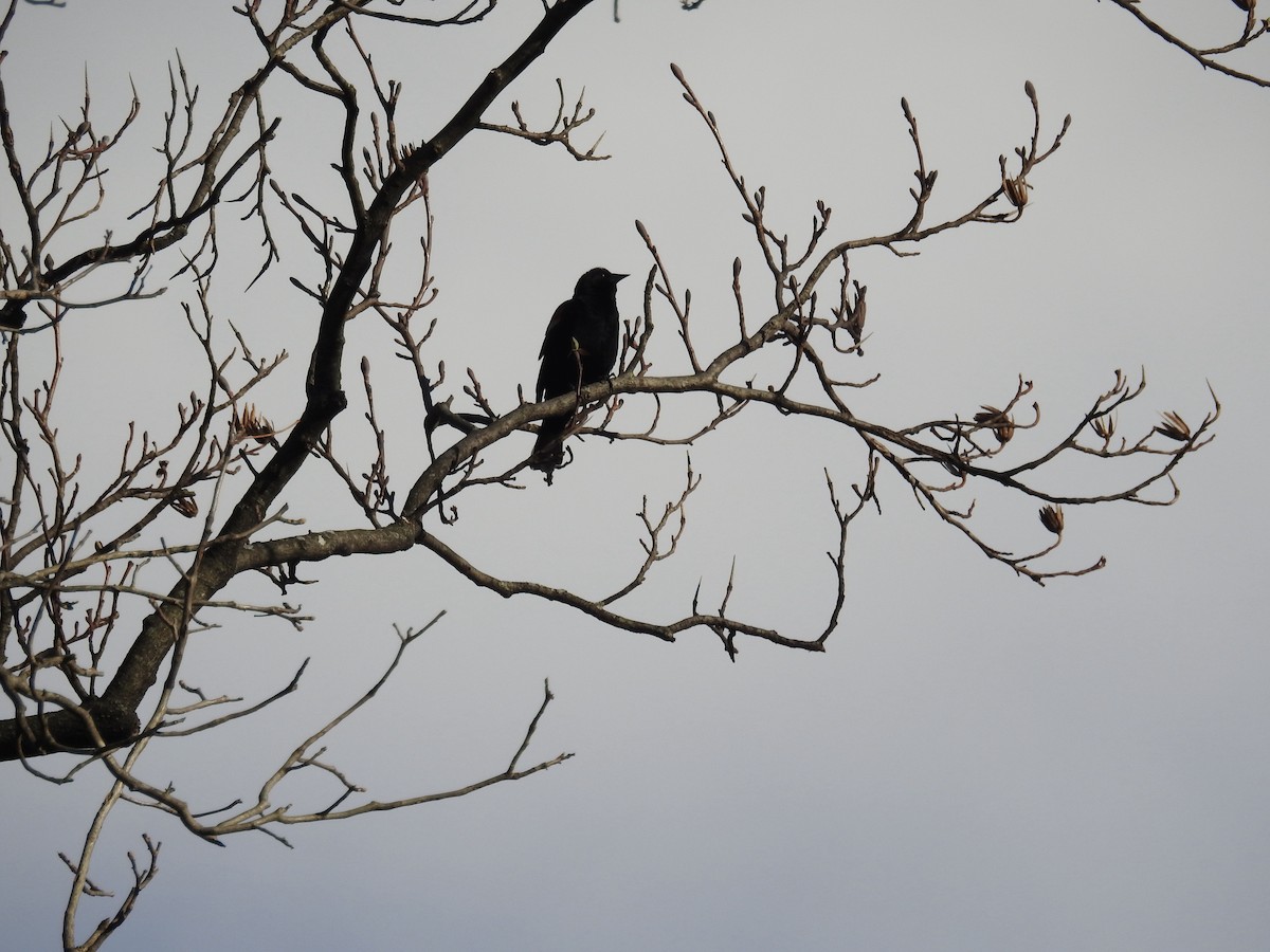 Red-winged Blackbird - ML540617101