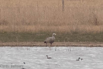 Cape Barren Goose - ML540617221