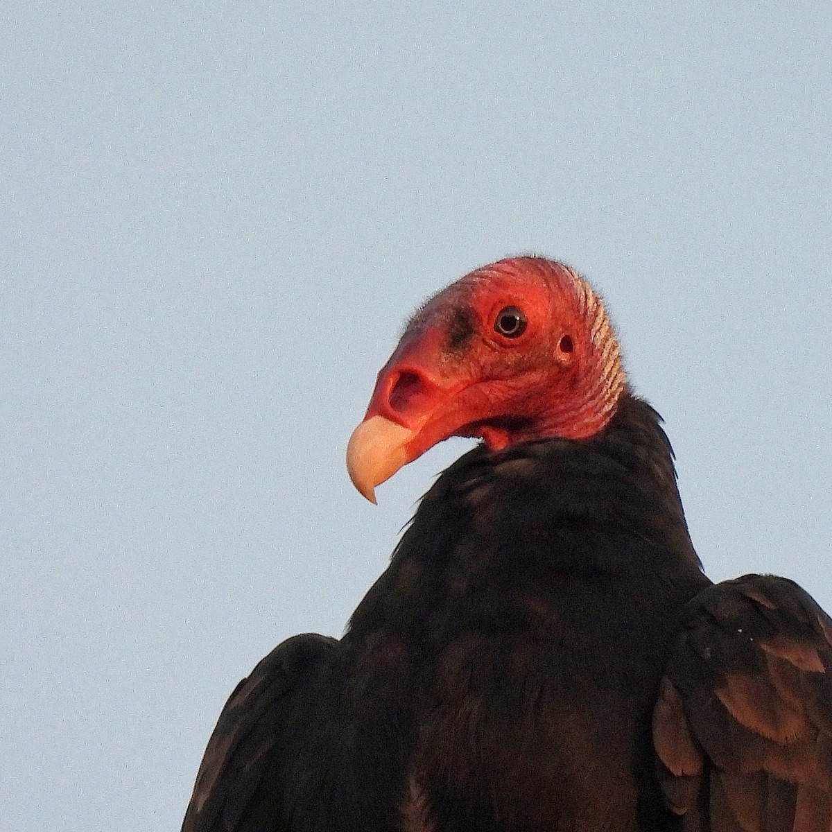 Turkey Vulture - ML540617451