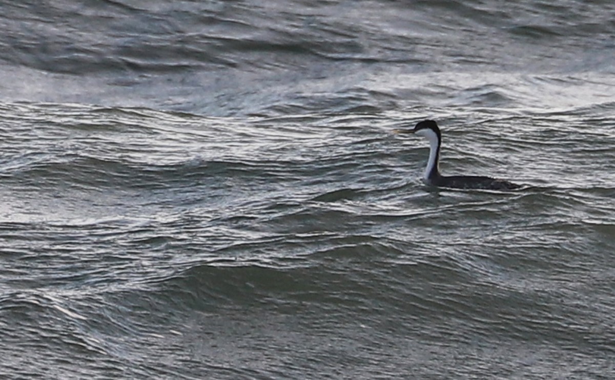 Western Grebe - ML540617621