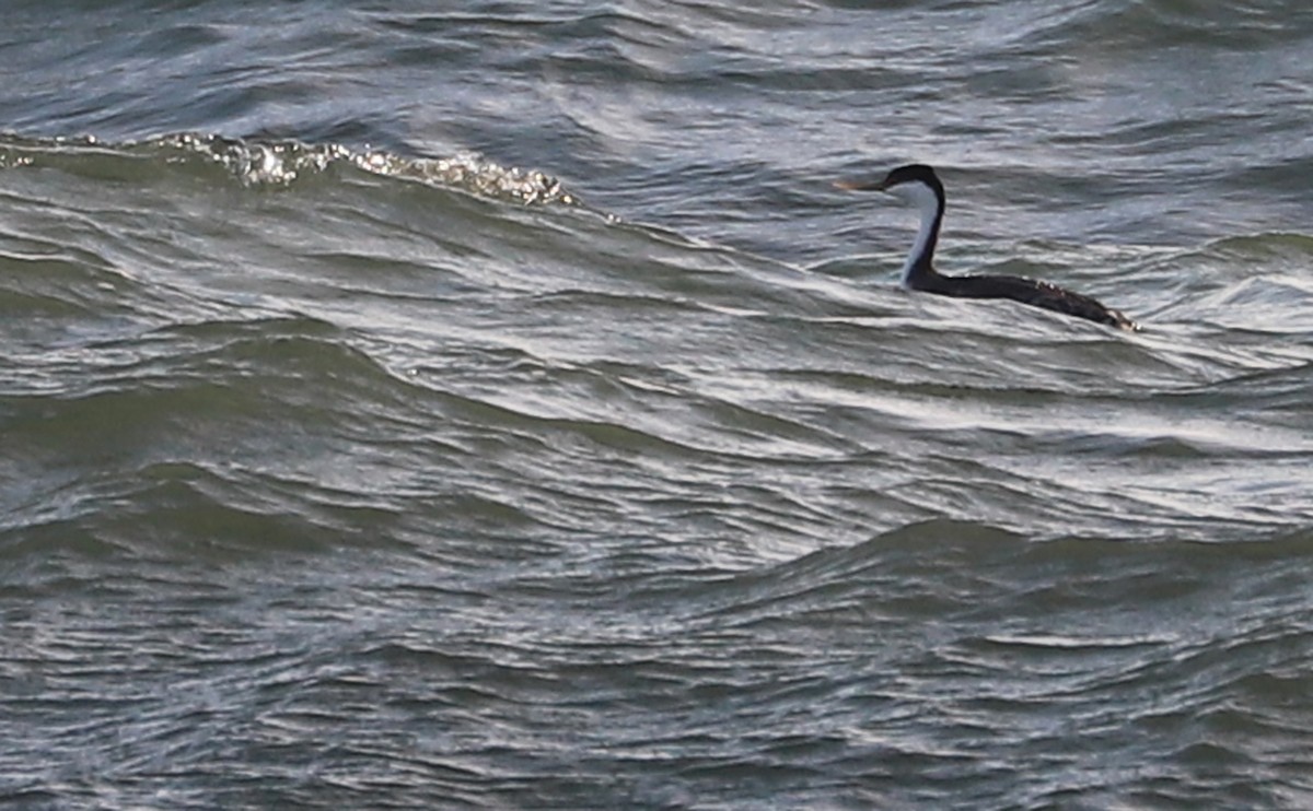 Western Grebe - ML540617631