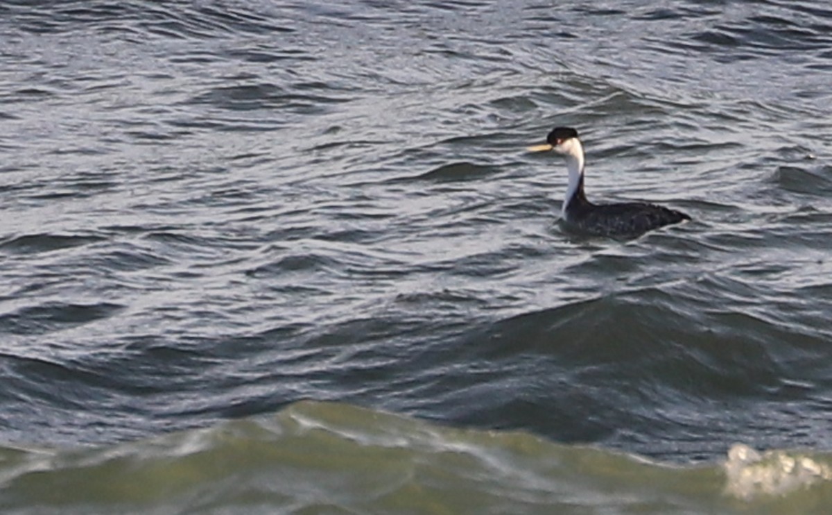 Western Grebe - ML540617691