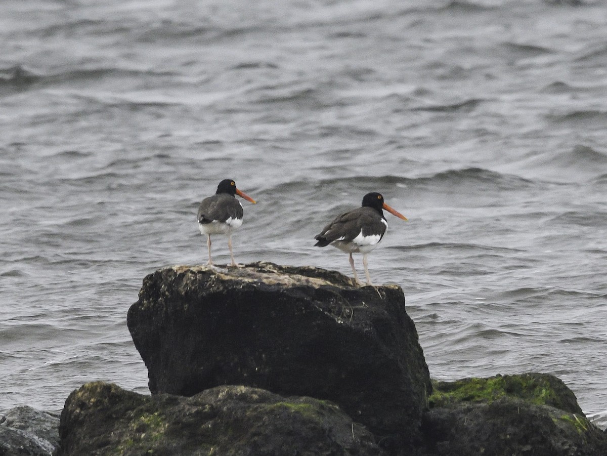 American Oystercatcher - ML540617821