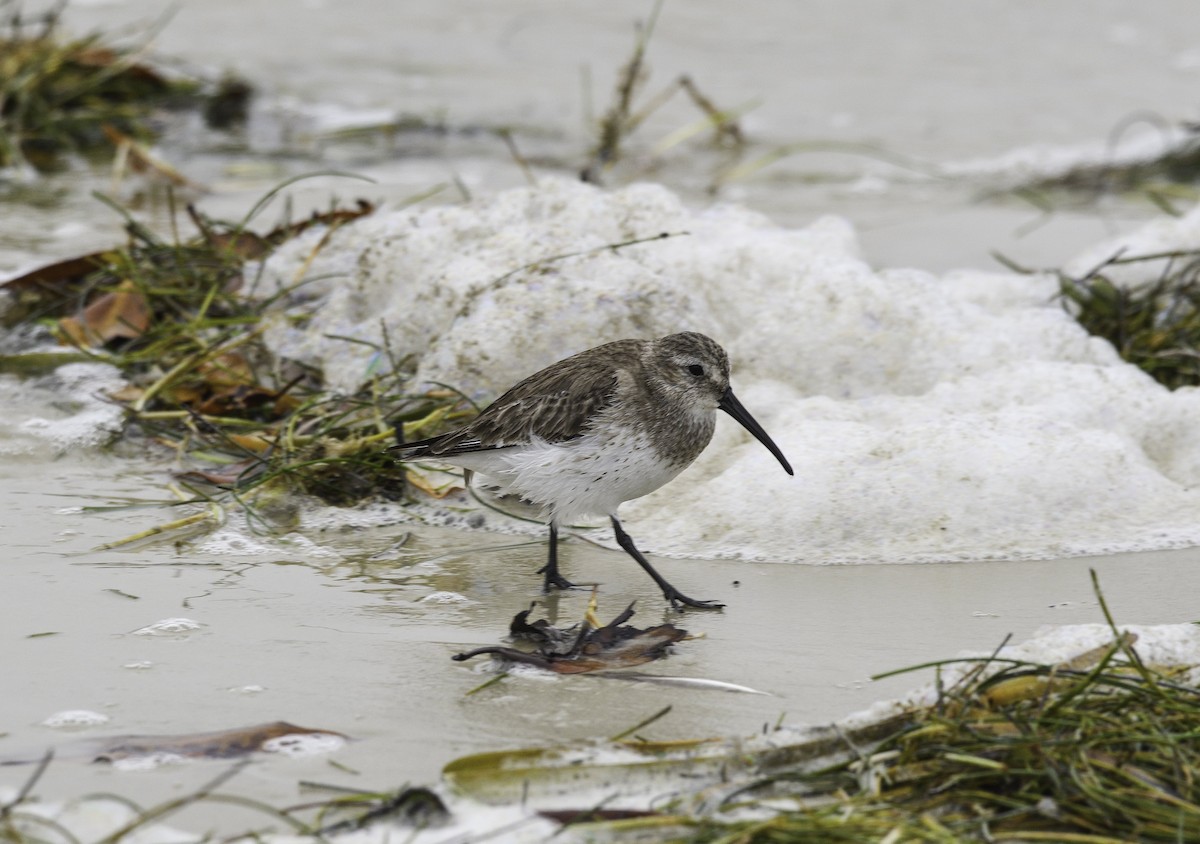 Dunlin - ML540618031