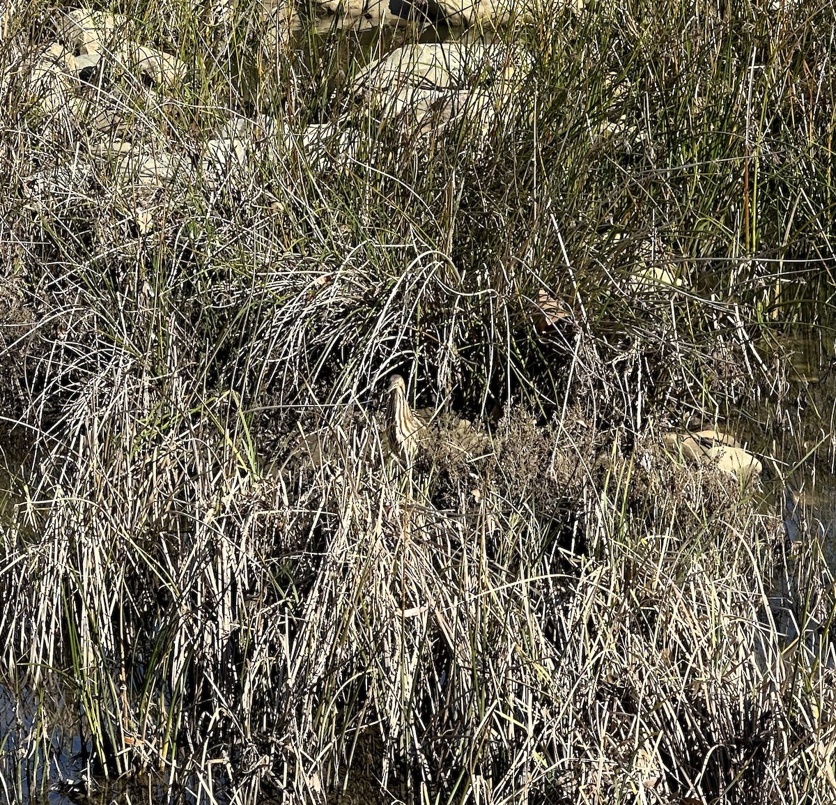 American Bittern - ML540618301