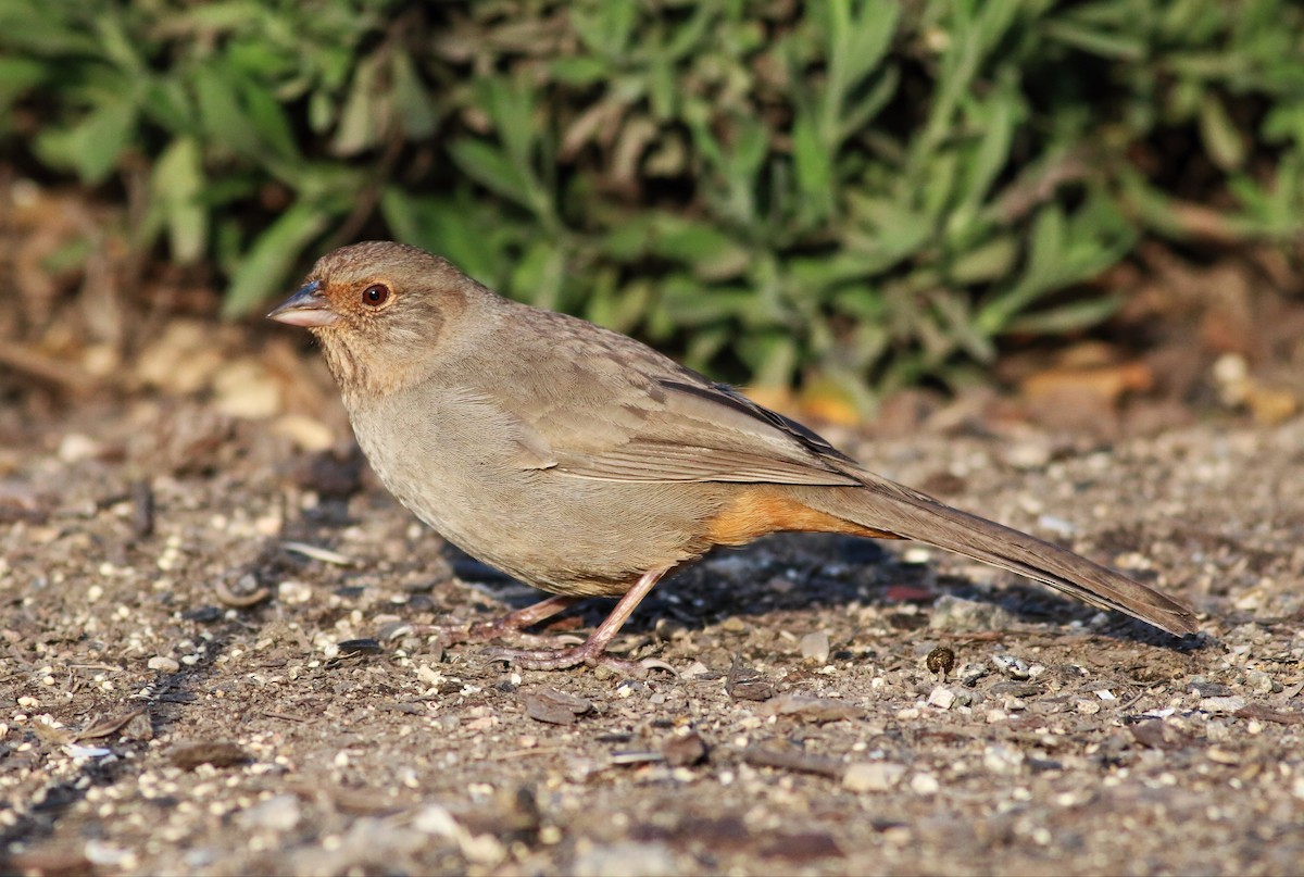 California Towhee - ML54061891