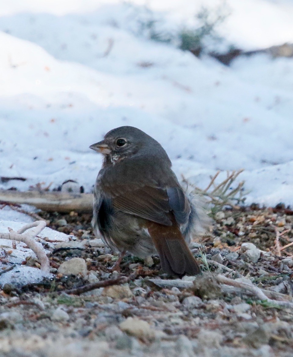 Fox Sparrow - ML540618931