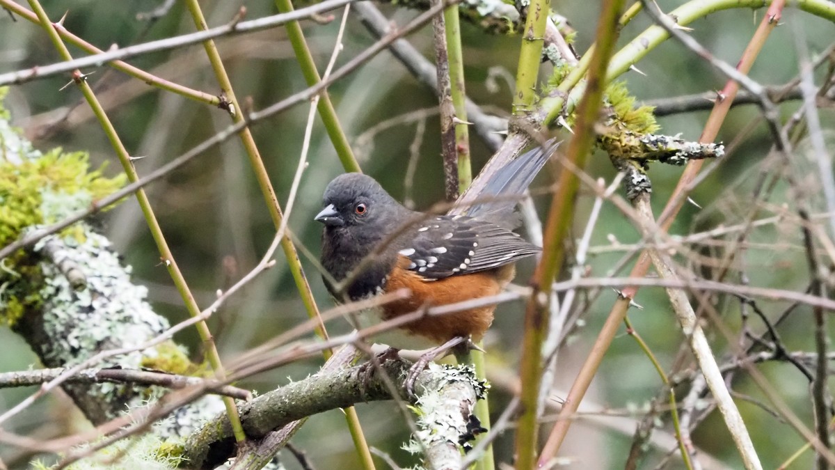 Spotted Towhee (oregonus Group) - Andrew McCormick