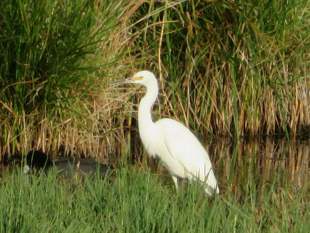 Little Egret - Christine D