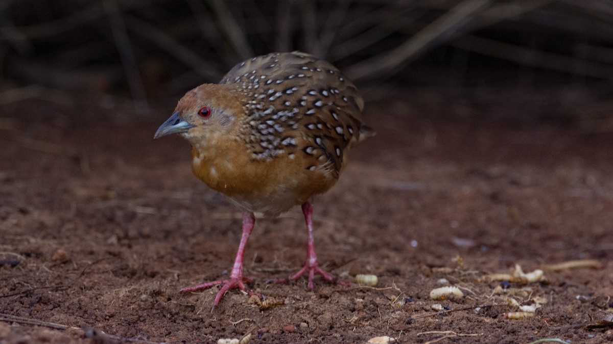 Ocellated Crake - Marcelo Vinícius