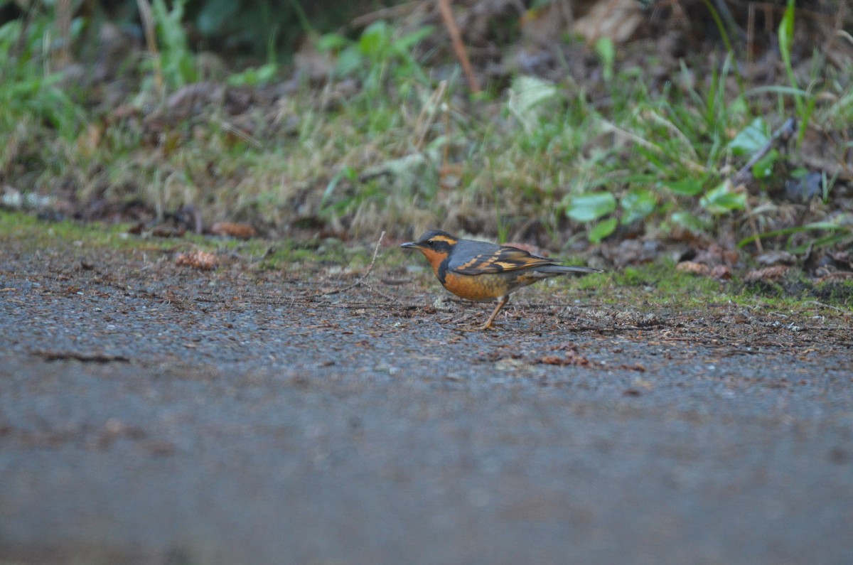 Varied Thrush - ML540621581