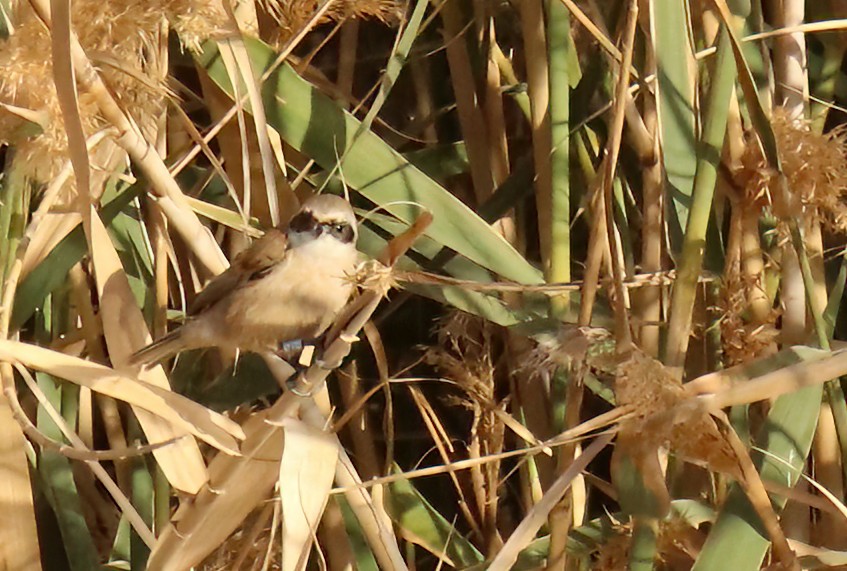 Rémiz penduline - ML540621731