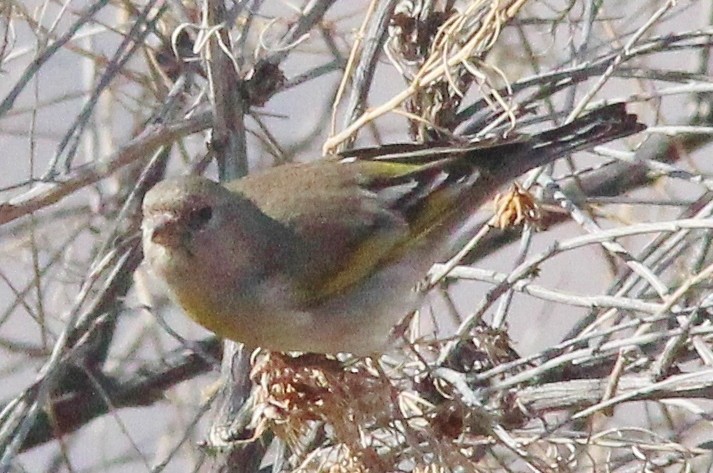 Lawrence's Goldfinch - ML540621741