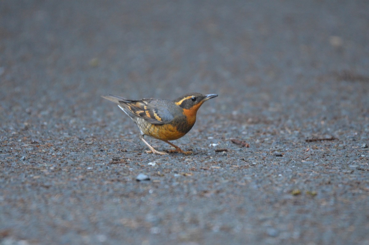 Varied Thrush - Cedrik von Briel