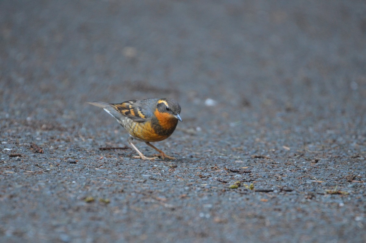 Varied Thrush - ML540621781