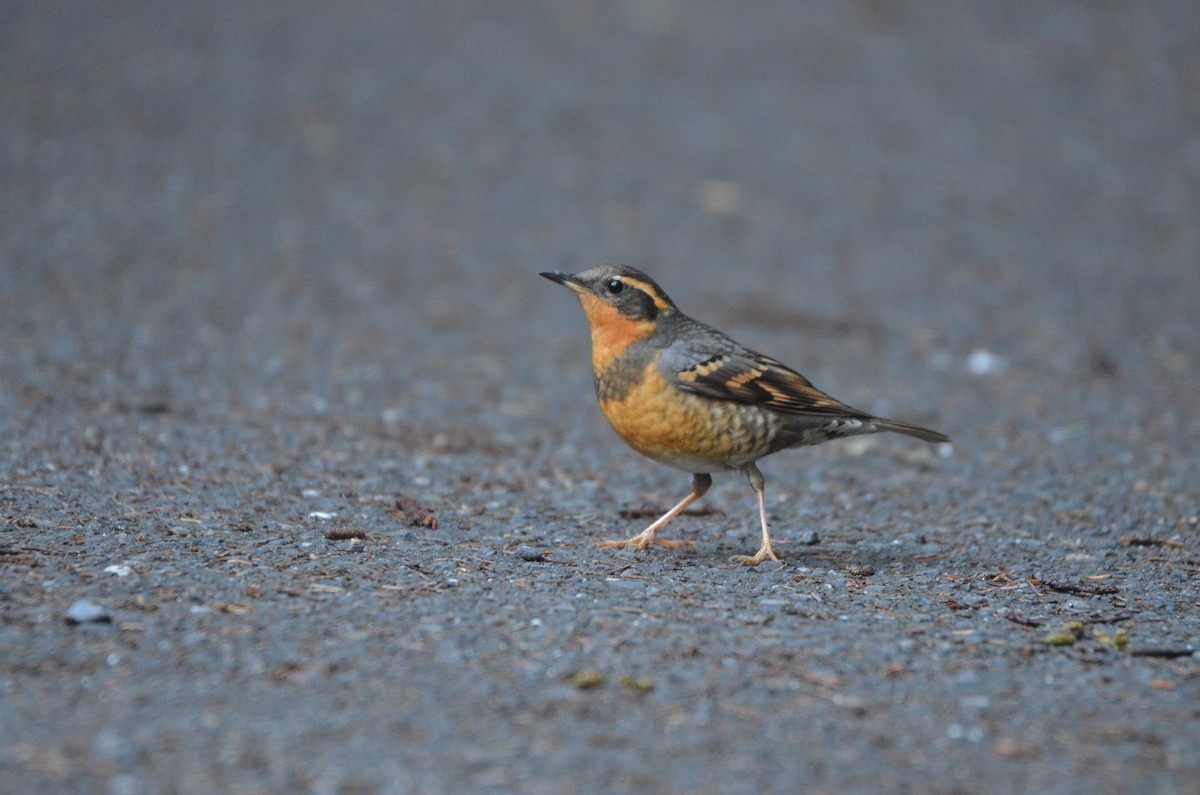 Varied Thrush - Cedrik von Briel