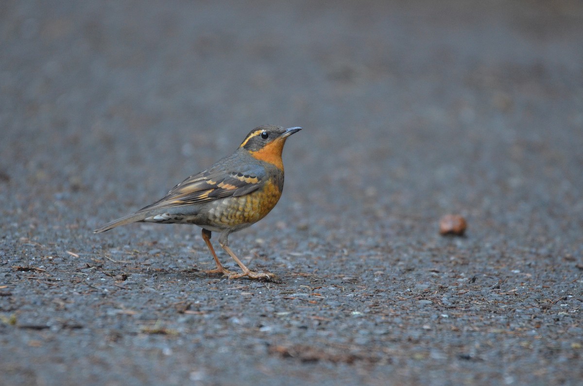 Varied Thrush - Cedrik von Briel