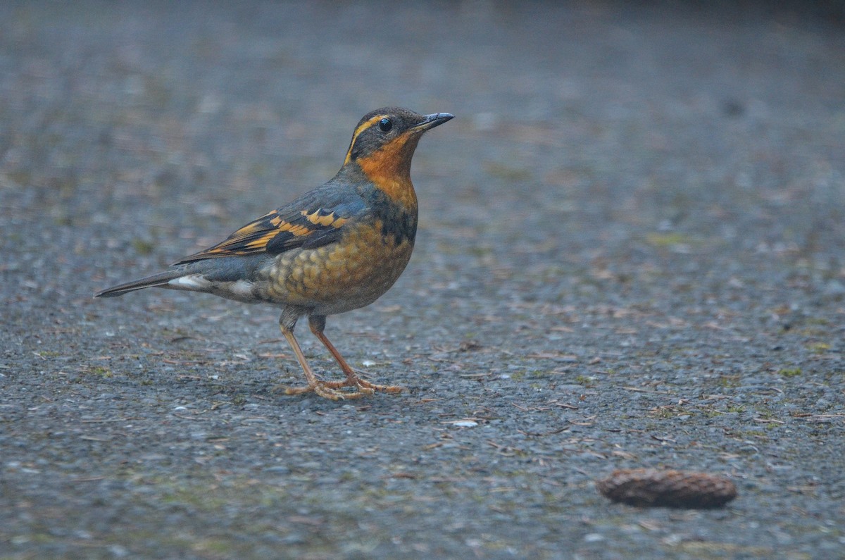 Varied Thrush - Cedrik von Briel