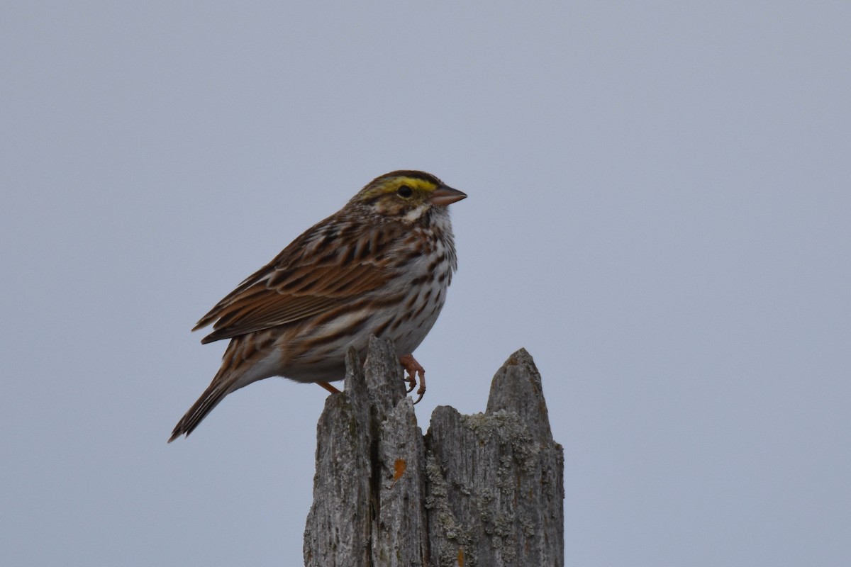 Savannah Sparrow (Savannah) - Luke Berg