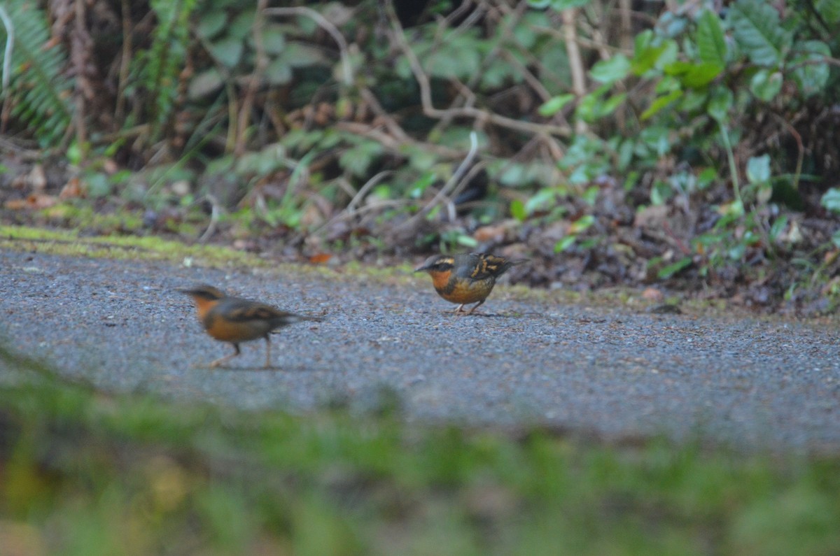 Varied Thrush - ML540622761