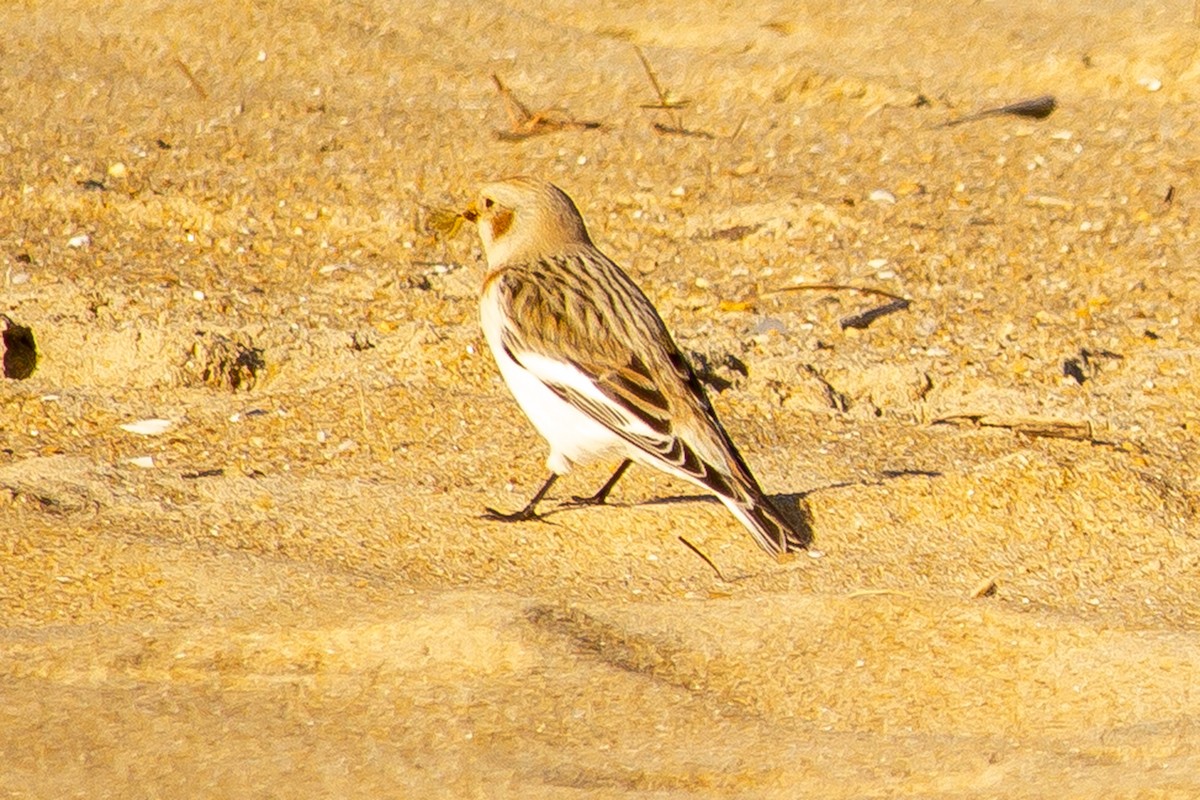 Snow Bunting - ML540623941