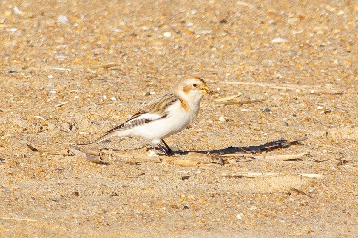 Snow Bunting - Jason Sosebee