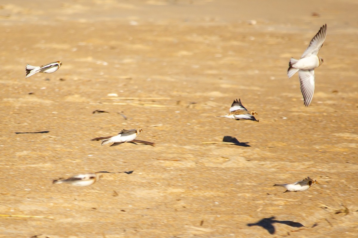 Snow Bunting - ML540624011