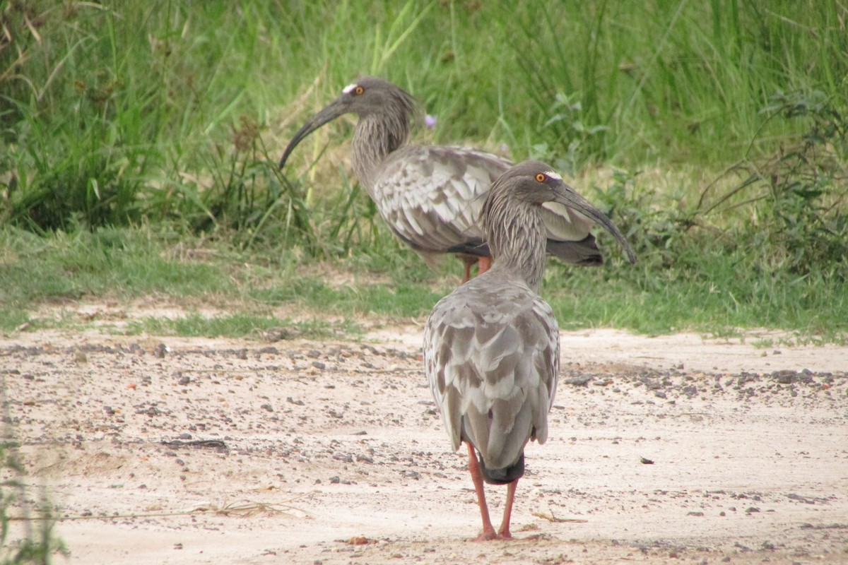 ibis běločelý - ML540624051