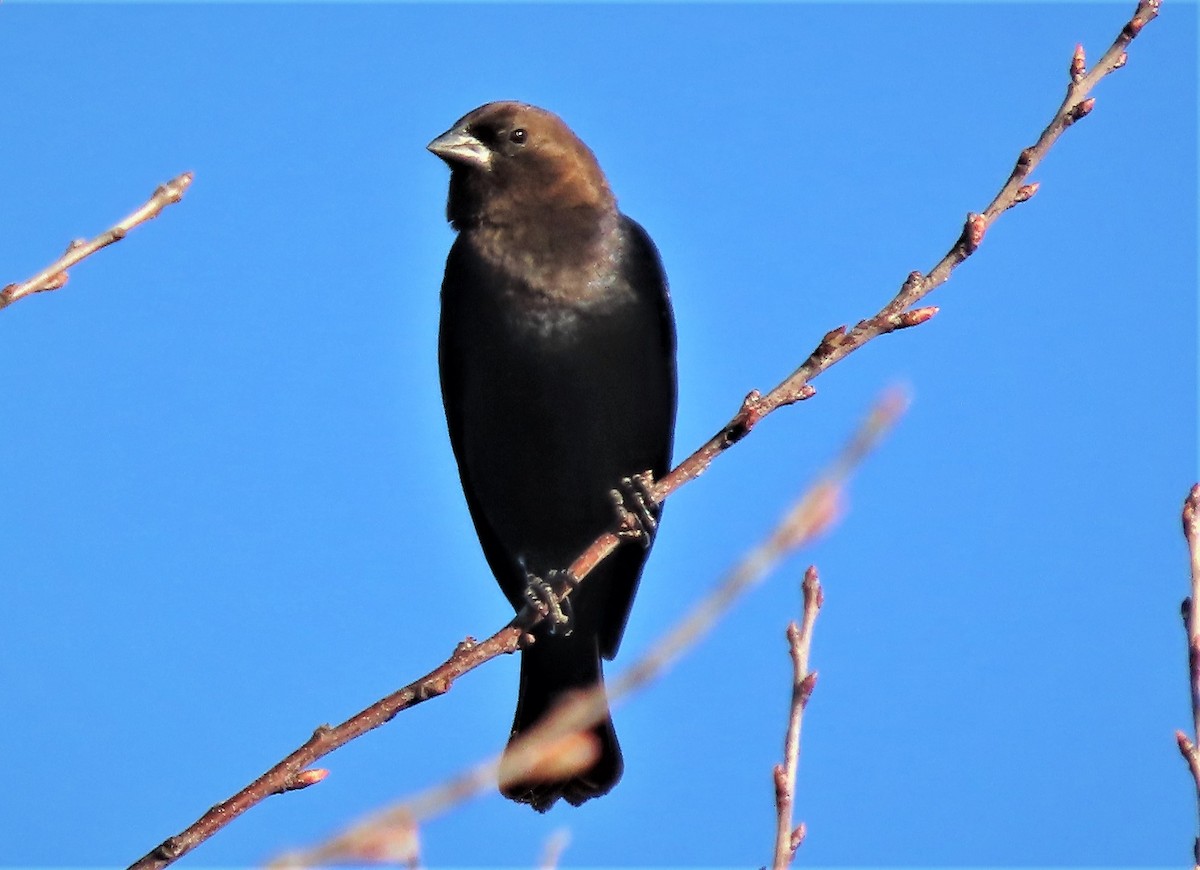 Brown-headed Cowbird - ML540624821