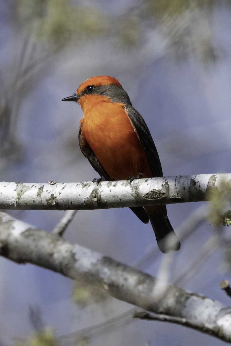 Vermilion Flycatcher - ML540627741