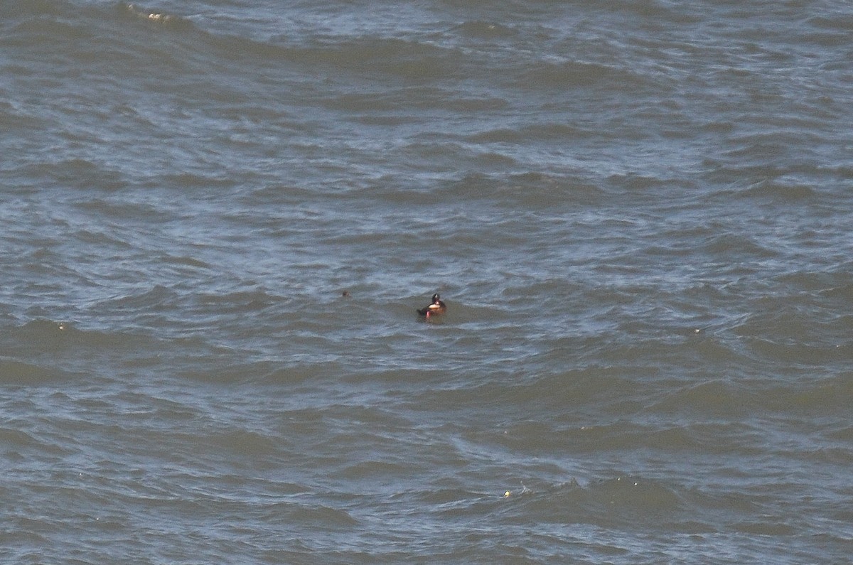 White-winged Scoter - ML540628711