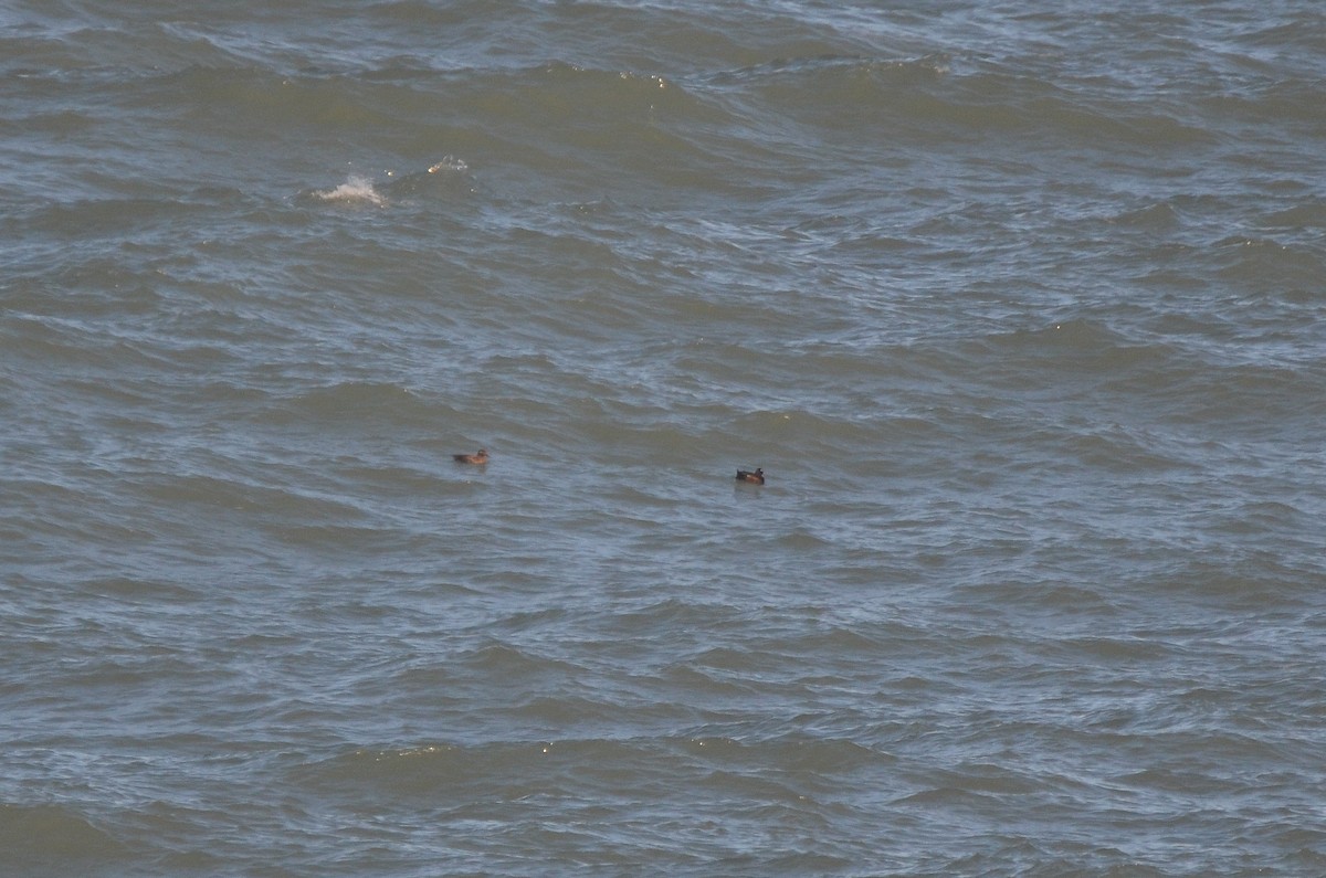 White-winged Scoter - ML540628721