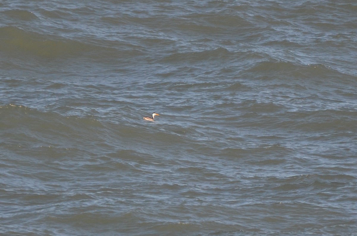 Western Grebe - ML540629481